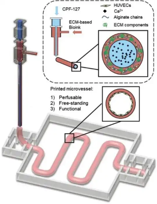 Coaxial bioprinting diagram for vascular tissue engineering