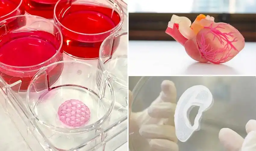 Bio 3D printed heart and ear models for research