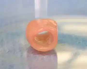 Bio 3D printed windpipe model for transplantation research